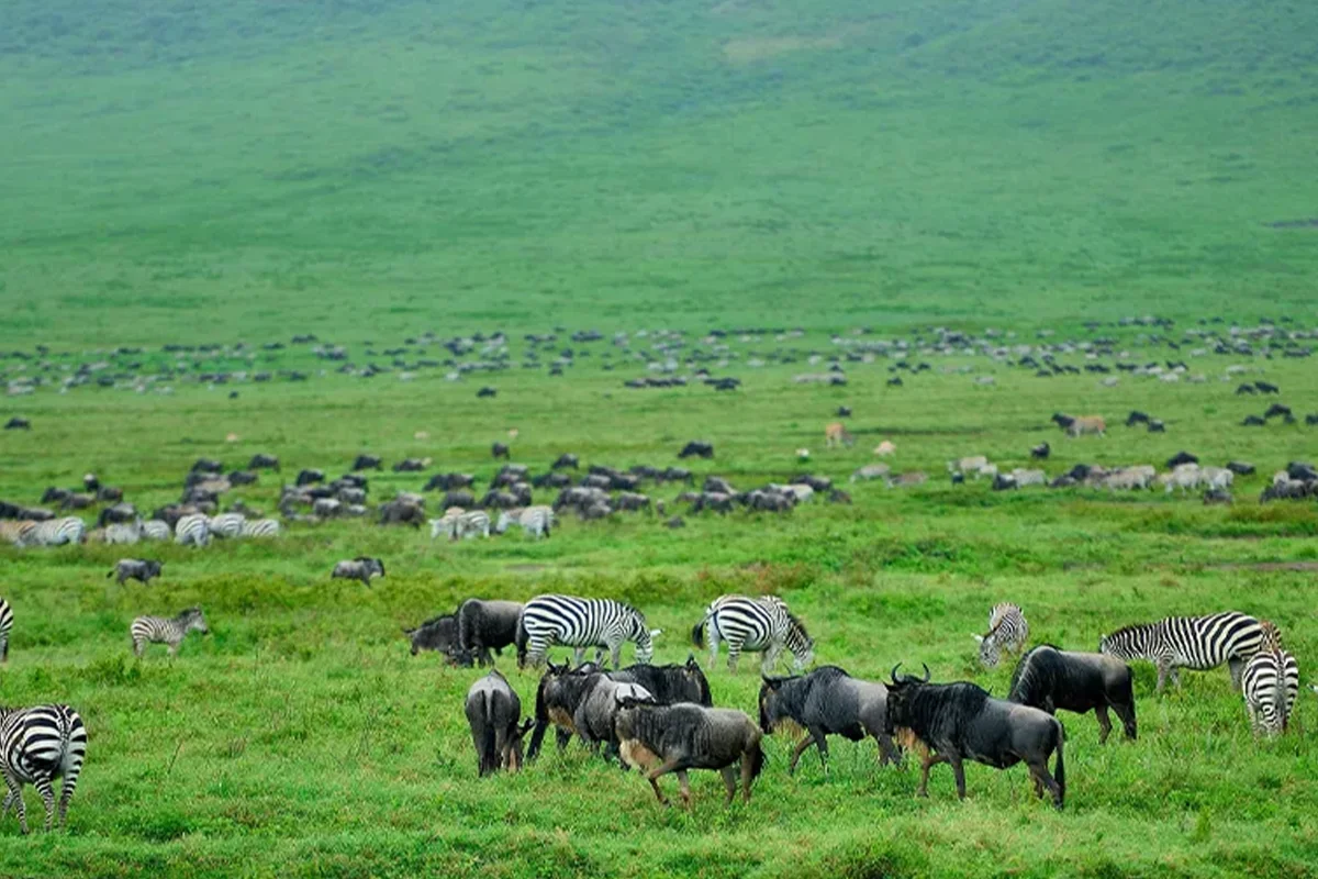 Romantic Ndutu Migration Safari for Honeymooners - Tanzania Safari Source Tours