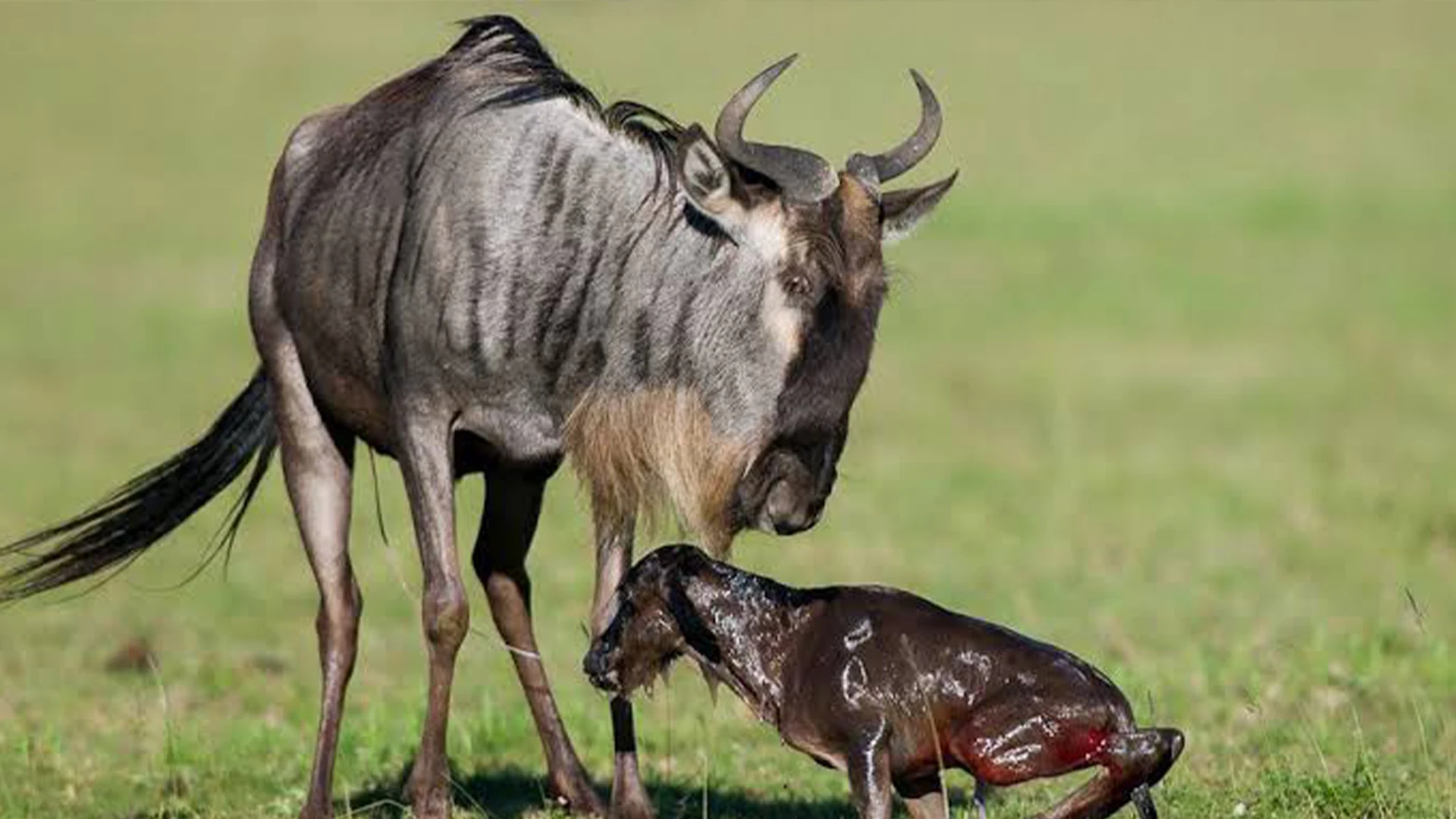 4 Days Ndutu Newborn Wildebeest Safari Tanzania Hero