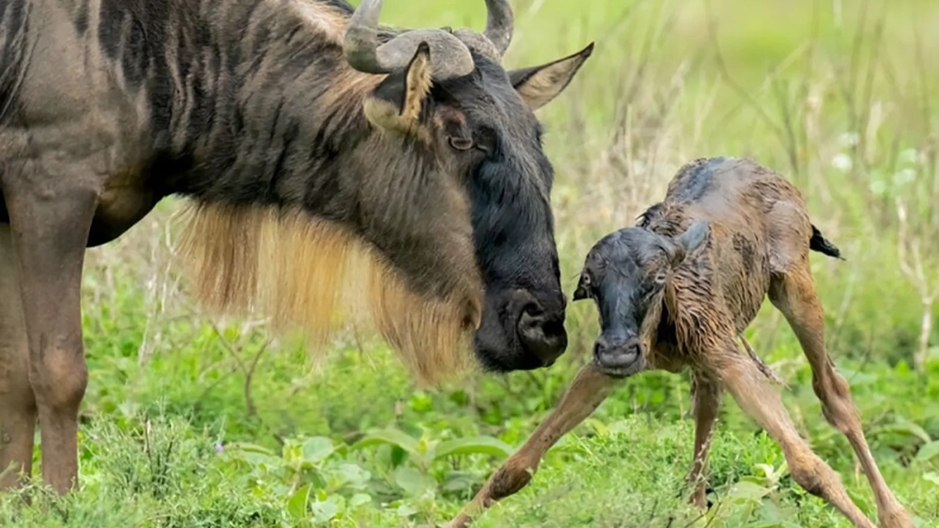 4 Days Ndutu Plains Wildebeest Calving Safari Tanzania Hero