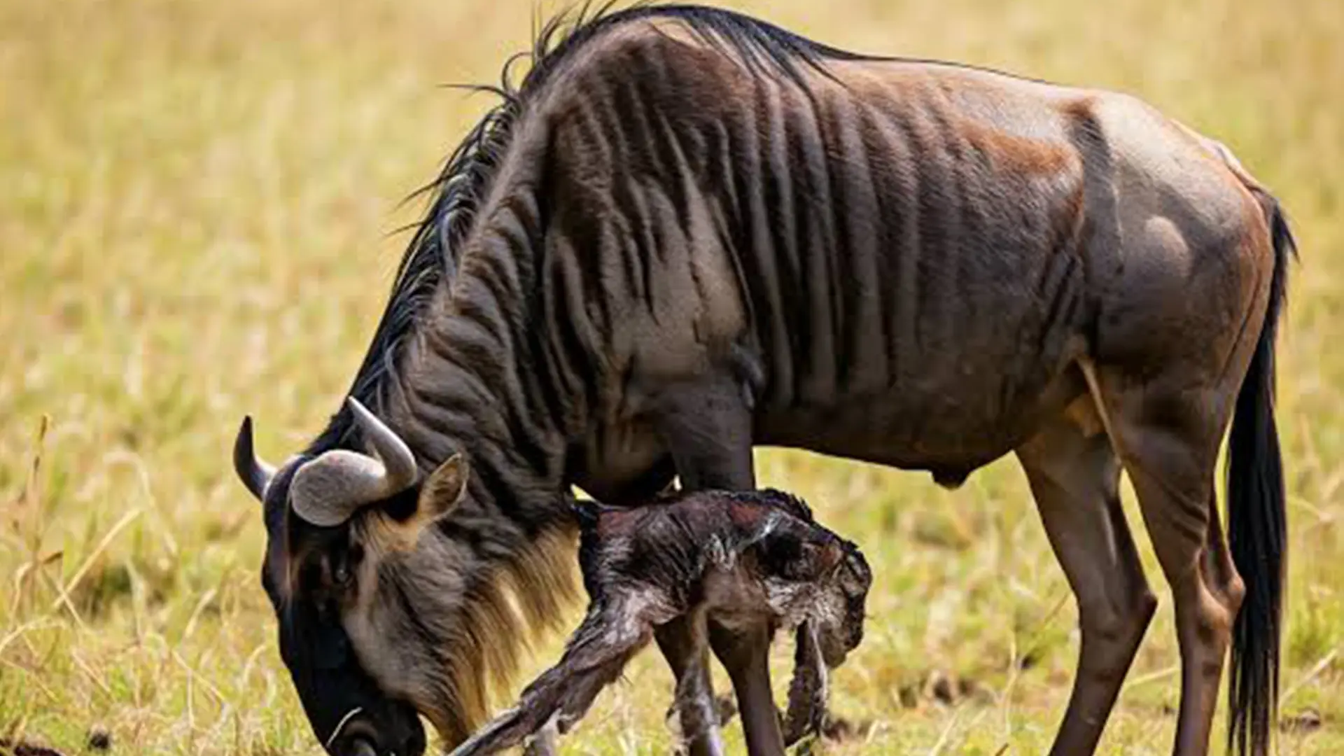 4 Days Ndutu Wildebeest Birth & Big Five Safari Hero