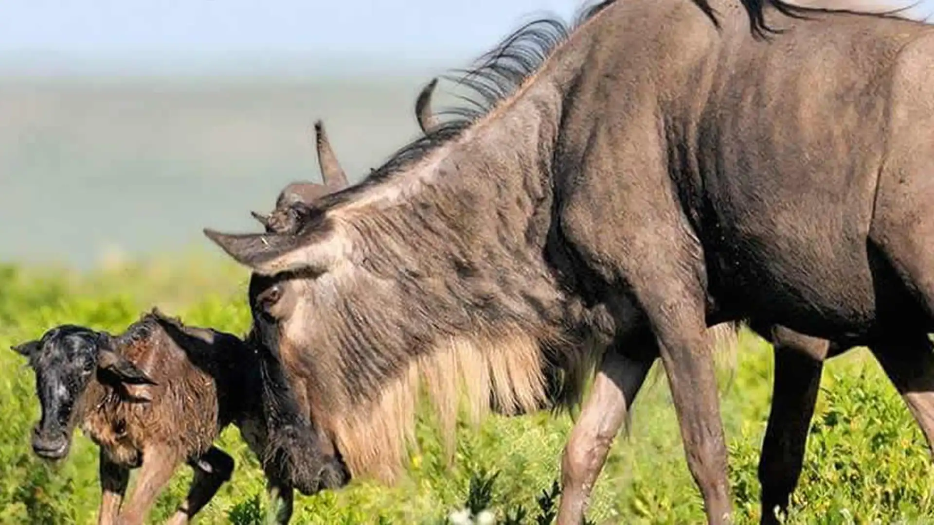 4 Days Ndutu Wildebeest Calving Season Safari Hero