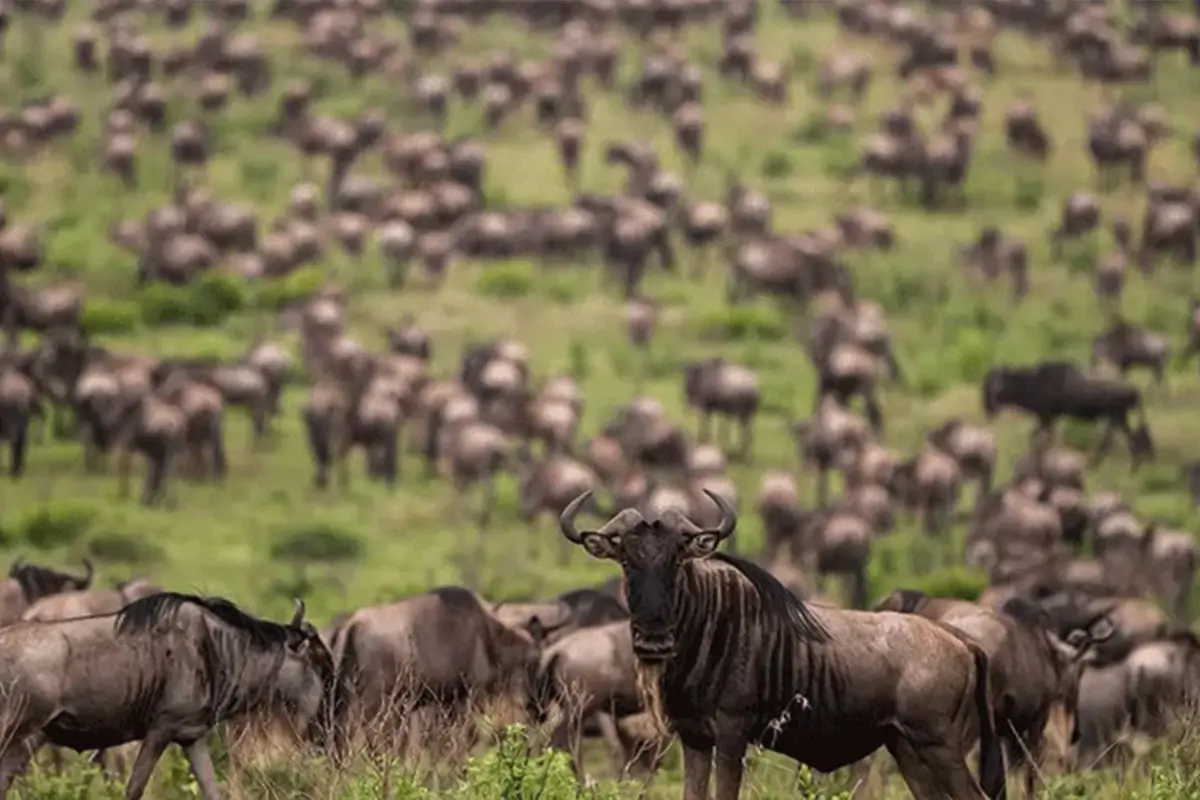 Northern Tanzania Great Migration Adventure Hero