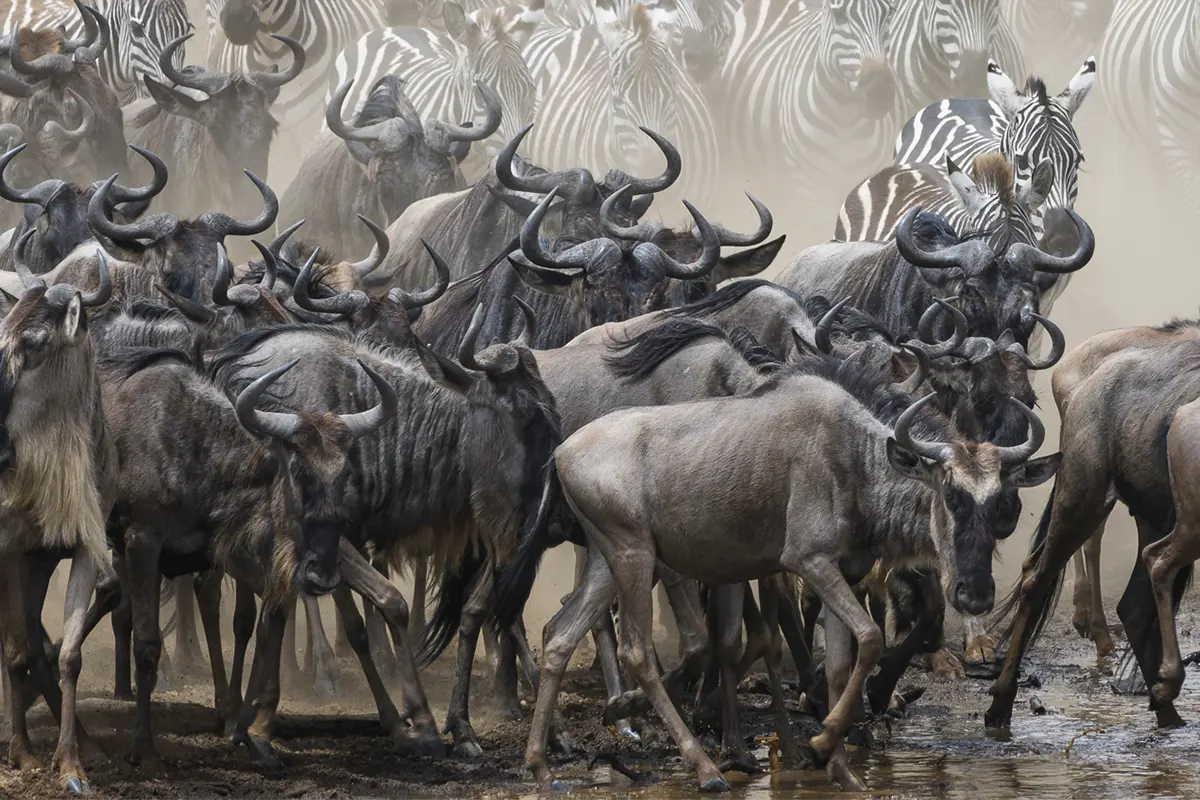 Peak Seasons Great Migration Safari Hero