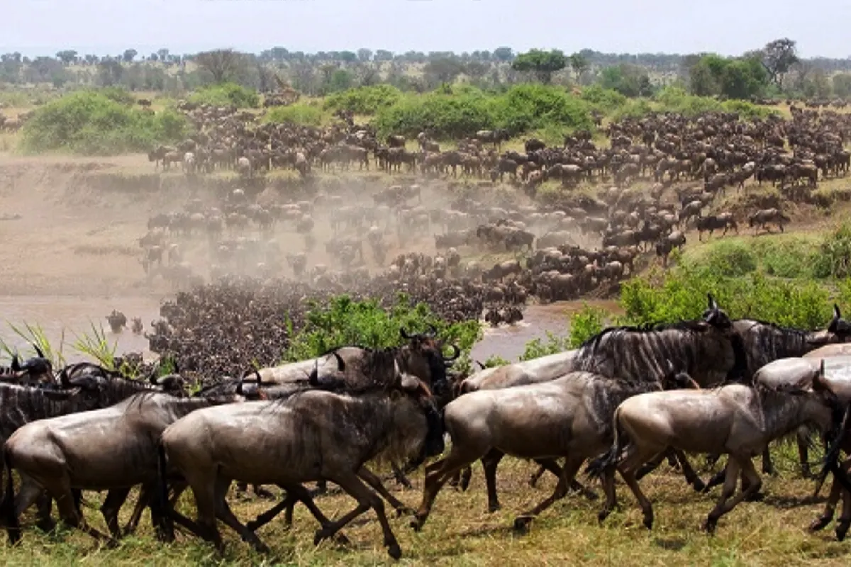 Private Mara River Crossing Migration Safari Hero