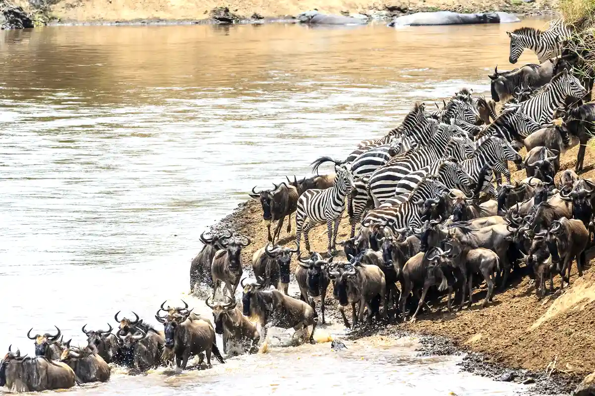 Mara River Crossing Migration Safari Hero