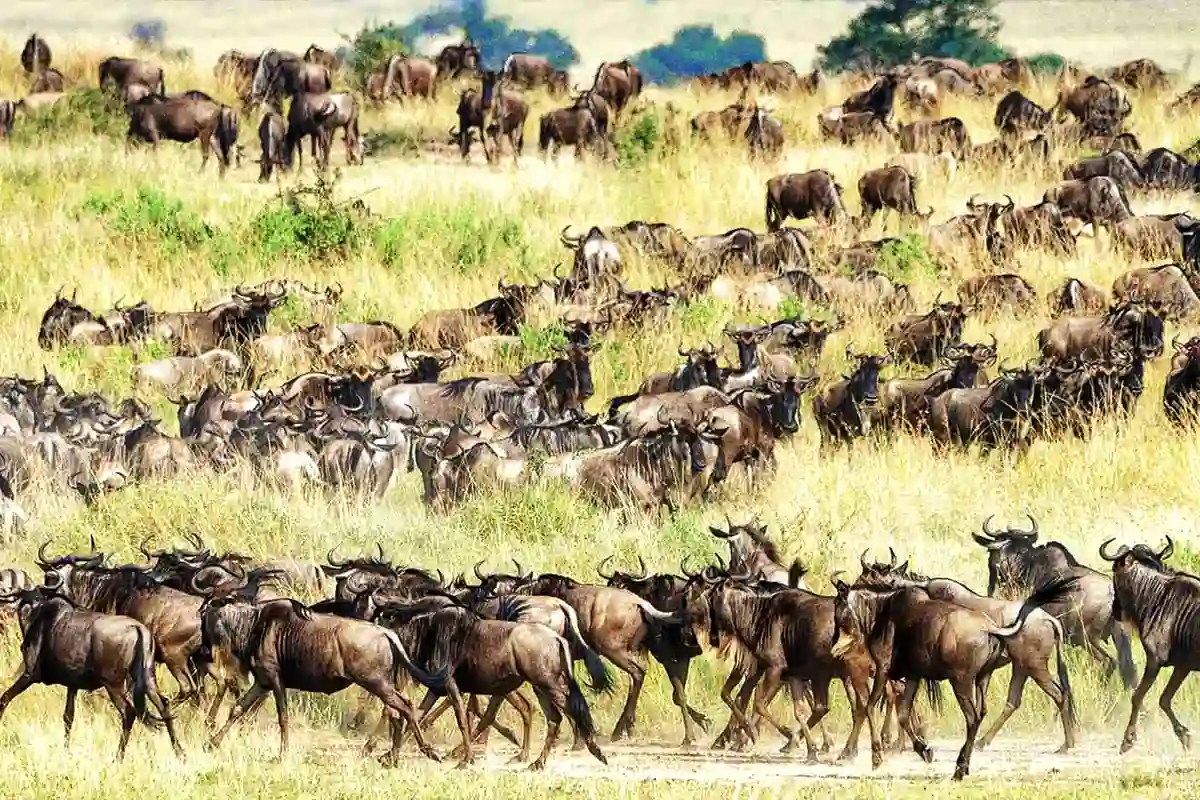 Wildebeest Migration Safari for Family - Witness the Great Migration with Kids