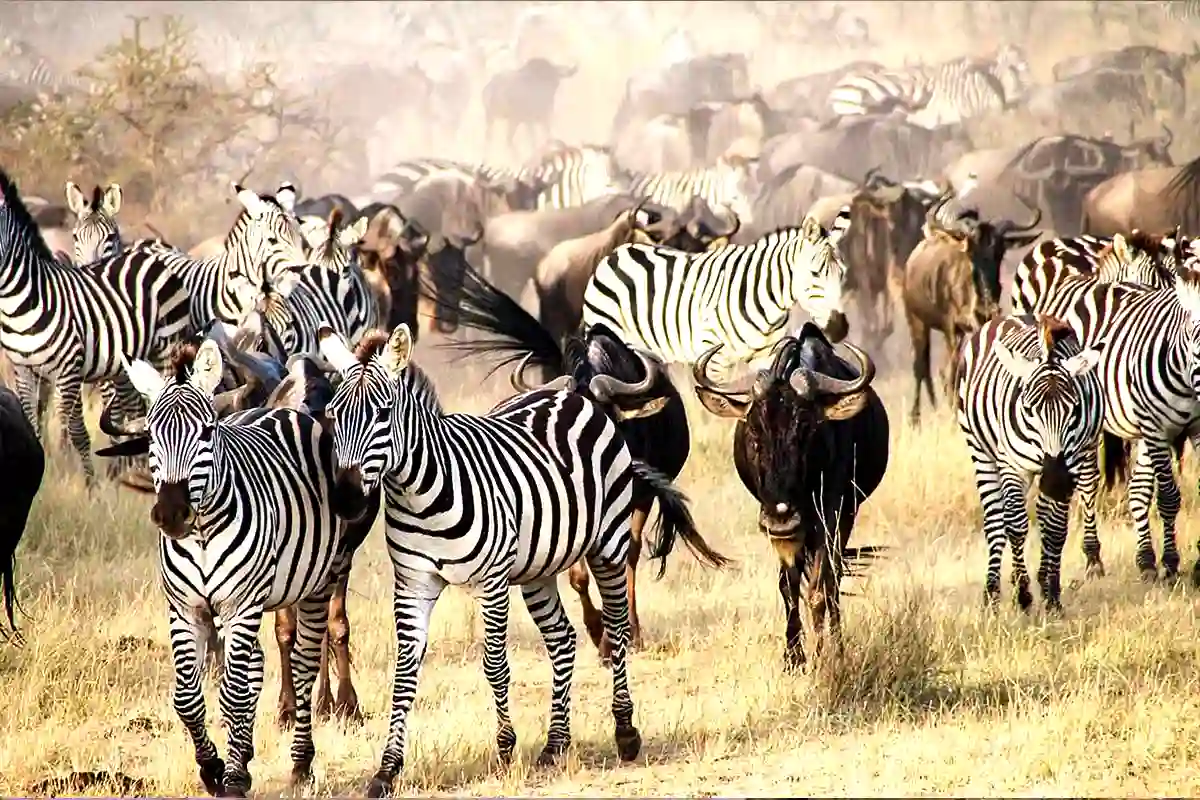 Serengeti Great Migration Safari 2026-2027 Hero