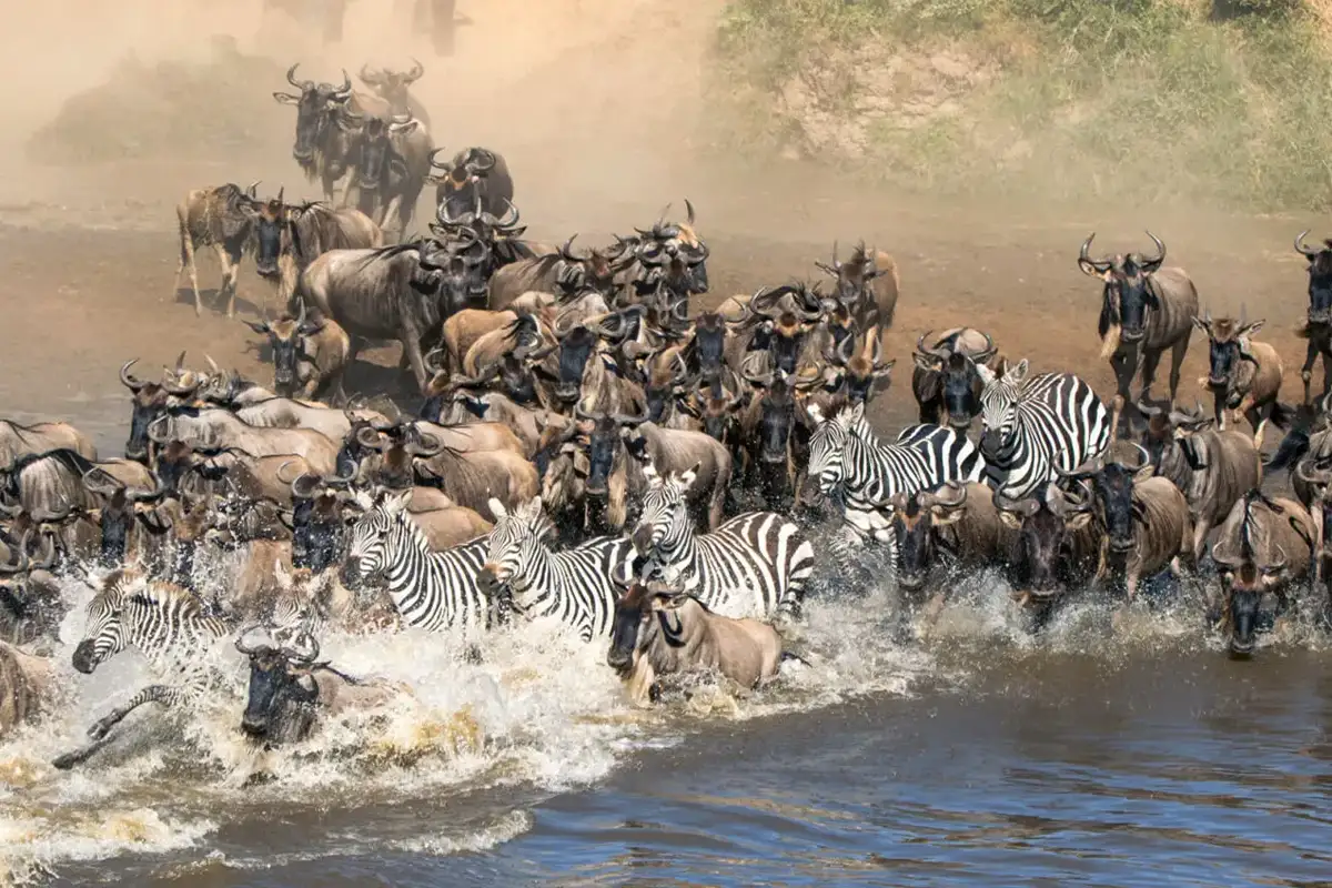 4-Day Great Migration Safari Tanzania