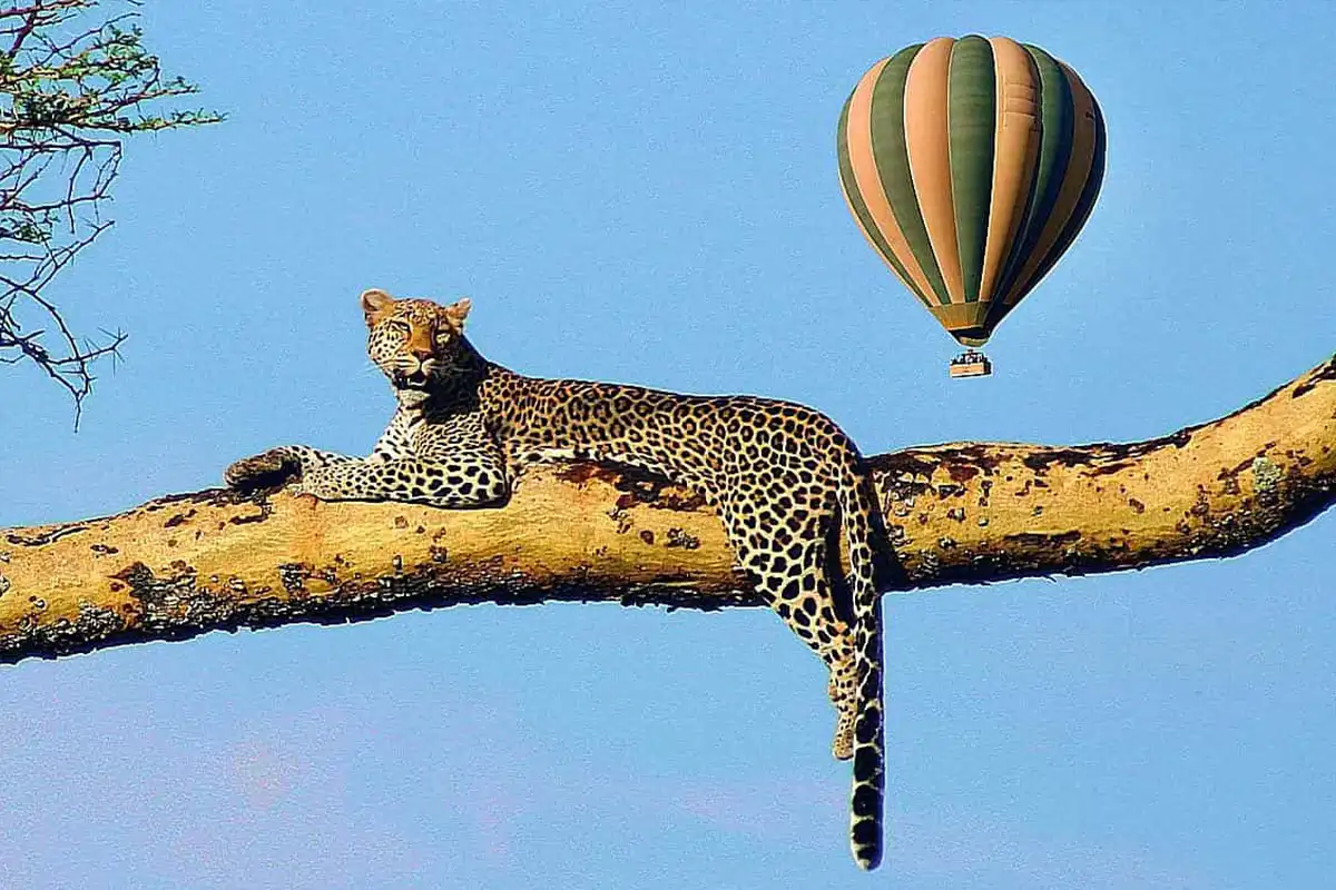 4 Days Serengeti Hot Air Balloon Safari - Luxury Tanzania Balloon Adventure