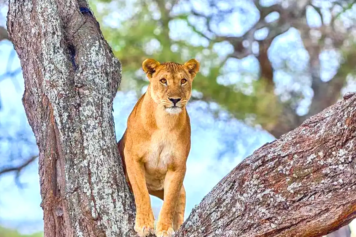 4 days joining safari Tanzania - Group safari in Serengeti with shared vehicle