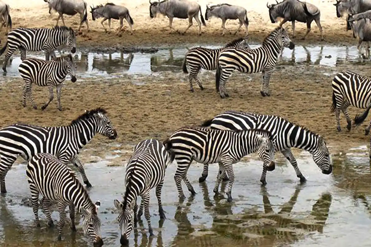 Serengeti Ngorongoro Migration Safari 2026-2027 Hero