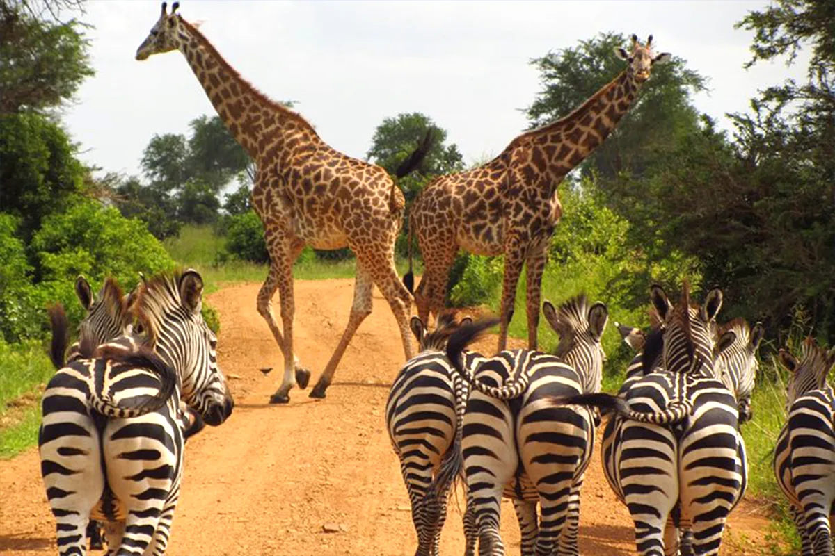 4 Days Shared Joining Safari from Arusha Town - Group safari vehicle