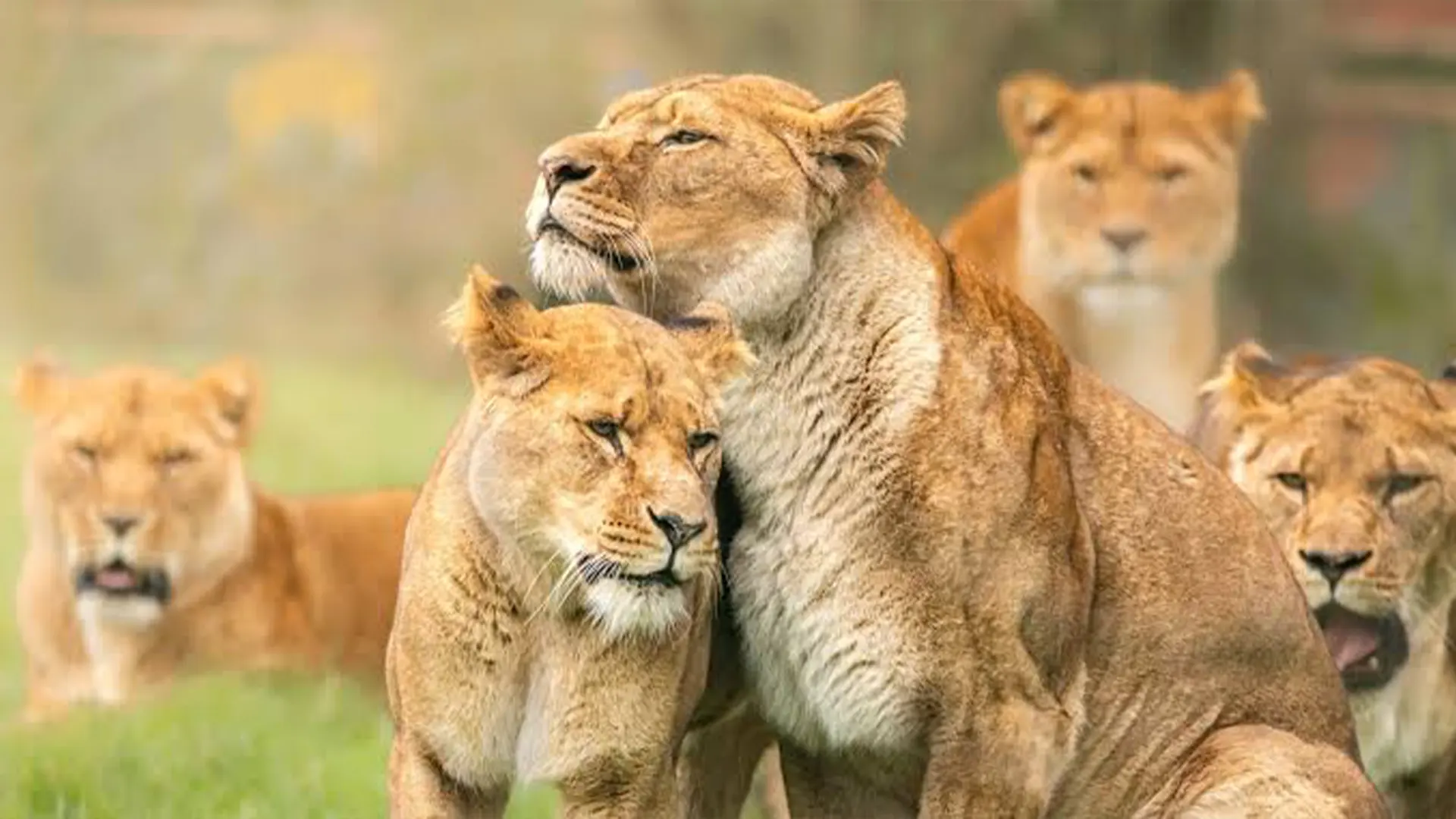 4 Days Tanzania Calving Season & Predator Safari Hero