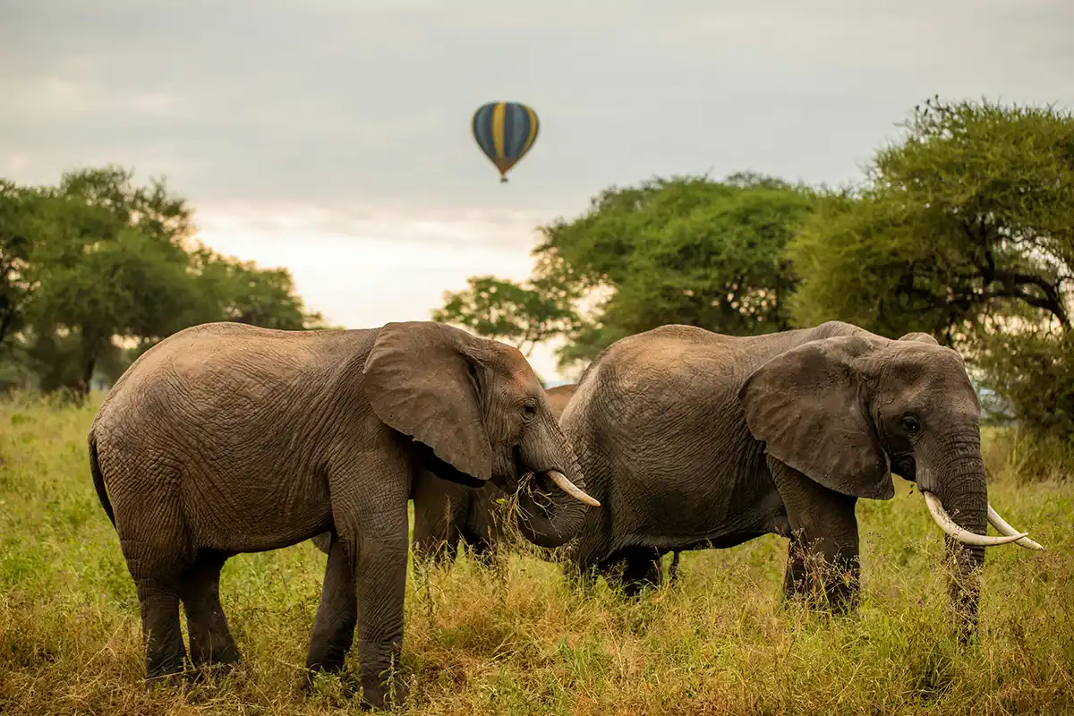 4 Days Tarangire and Serengeti Balloon Safari - Combined Tanzania Balloon Adventure
