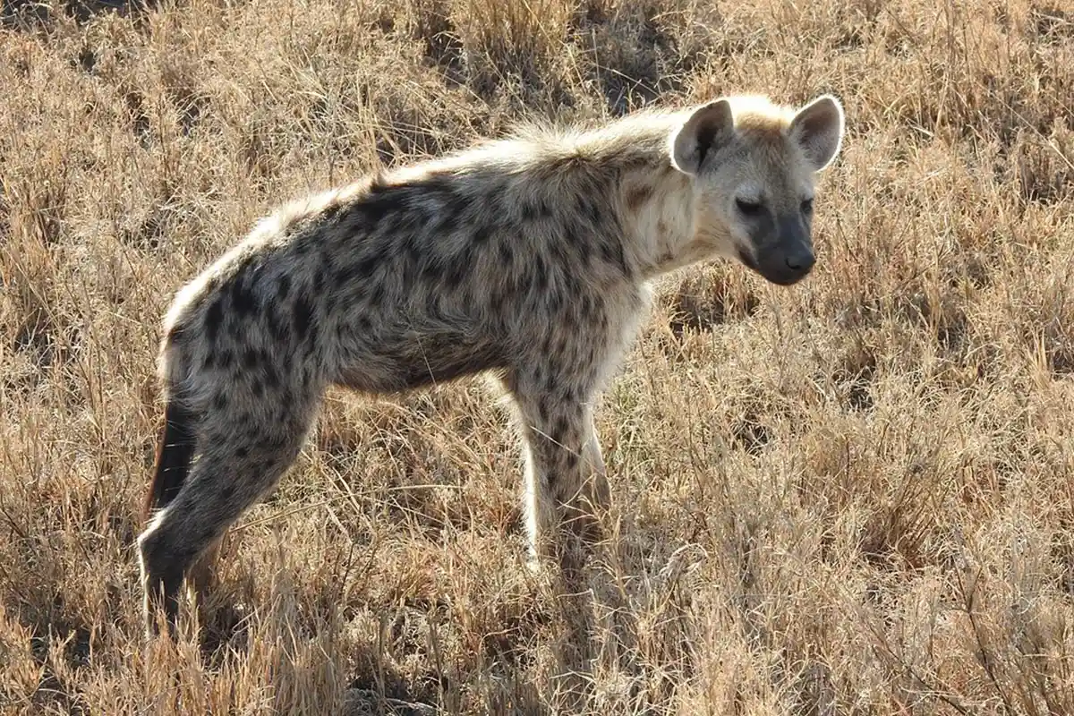 4 Days Safari from Zanzibar - Beach and bush combination safari in Tanzania