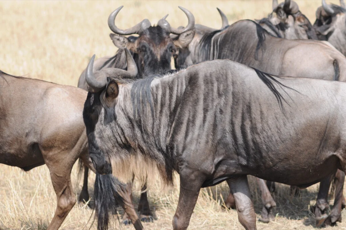 Ultimate Great Migration Safari Hero