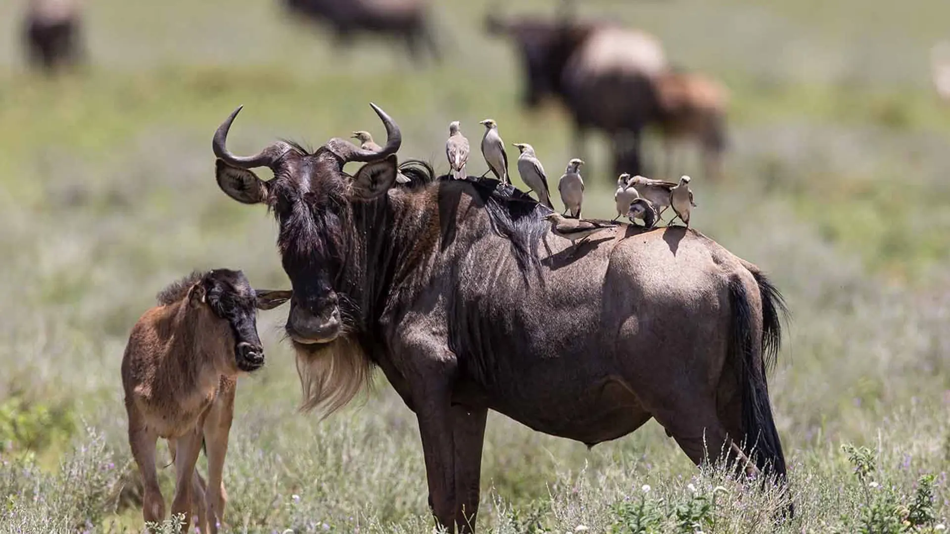 4 Days Ultimate Ndutu Calving Season Safari Tanzania Hero