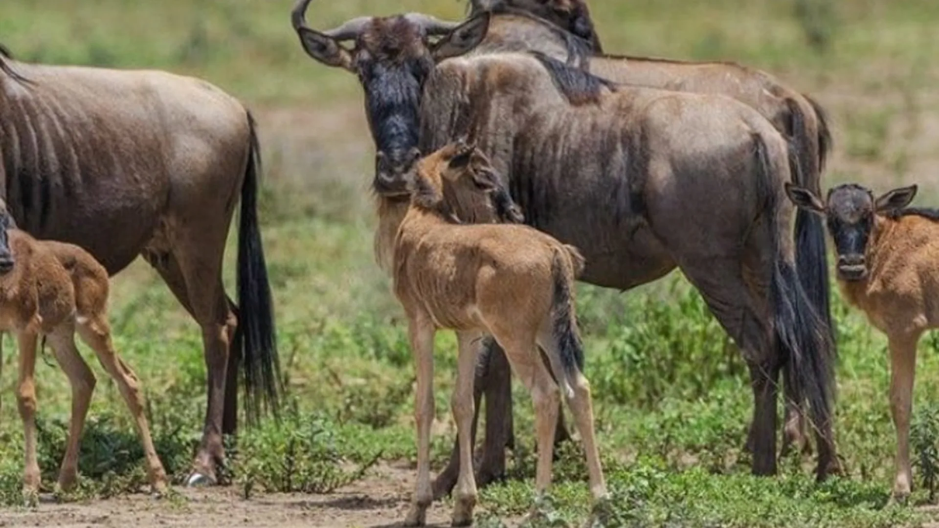 4 Days Wildebeest Calving Grounds Tanzania Safari Hero