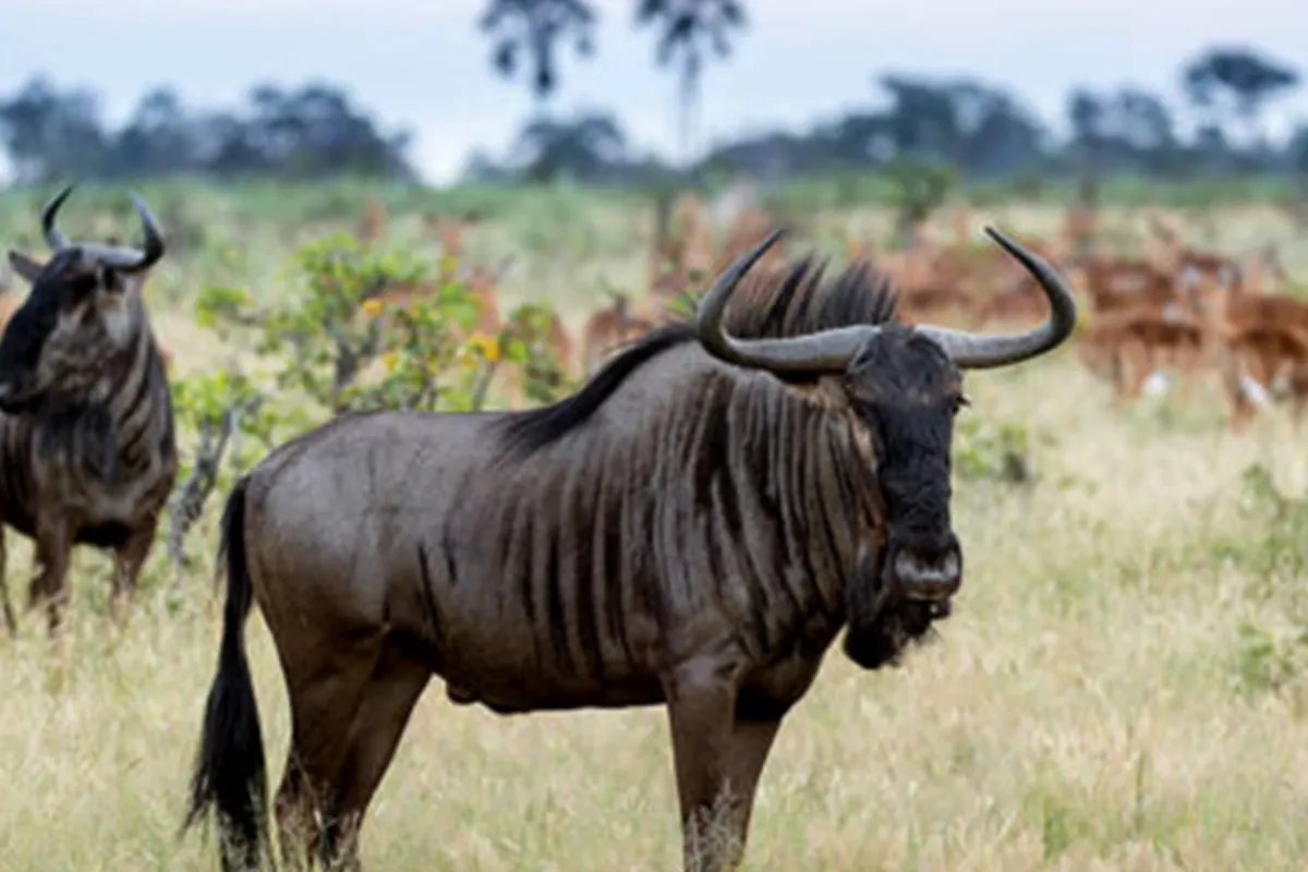 Adventure Migration Safari
