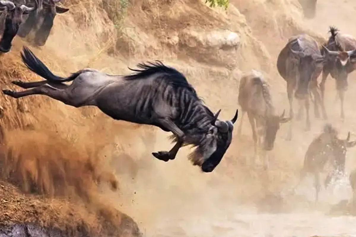 Luxury Private Migration Safari Hero