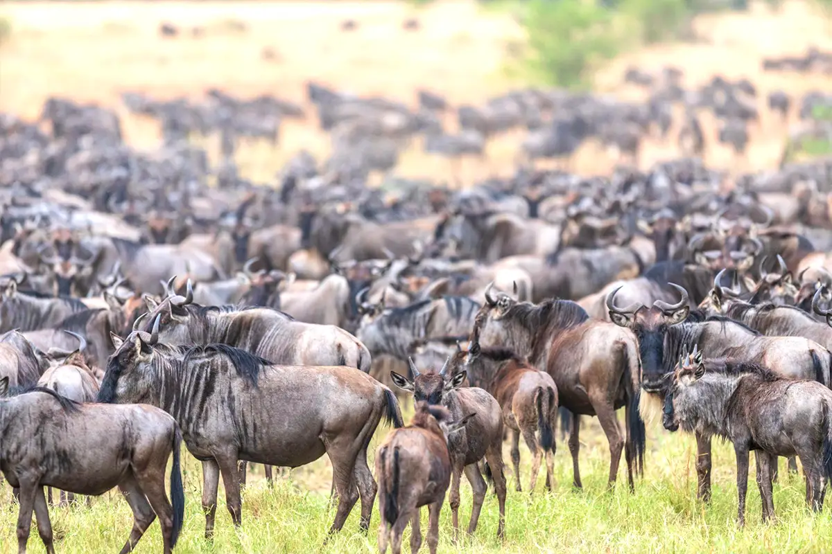 Wildebeest Migration Safari Experience 2026 Hero