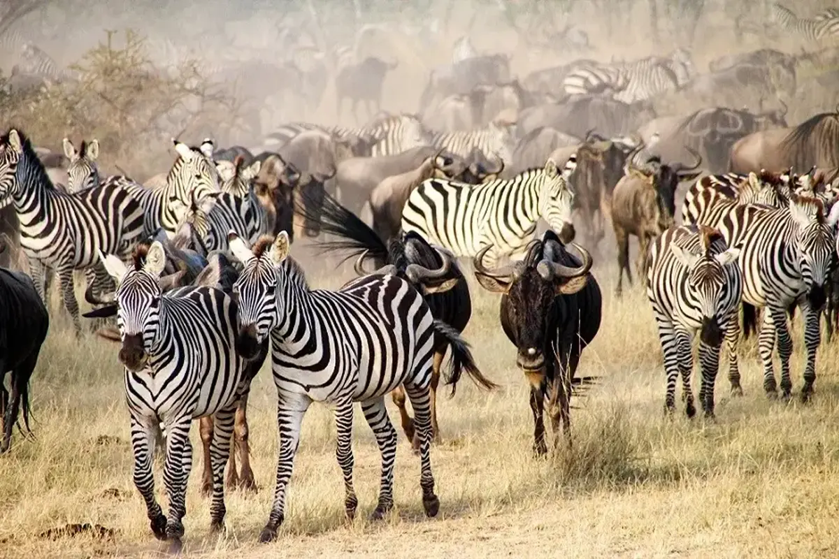 Wildebeest Great Migration Safari Serengeti for Honeymooners - Tanzania Source Tours