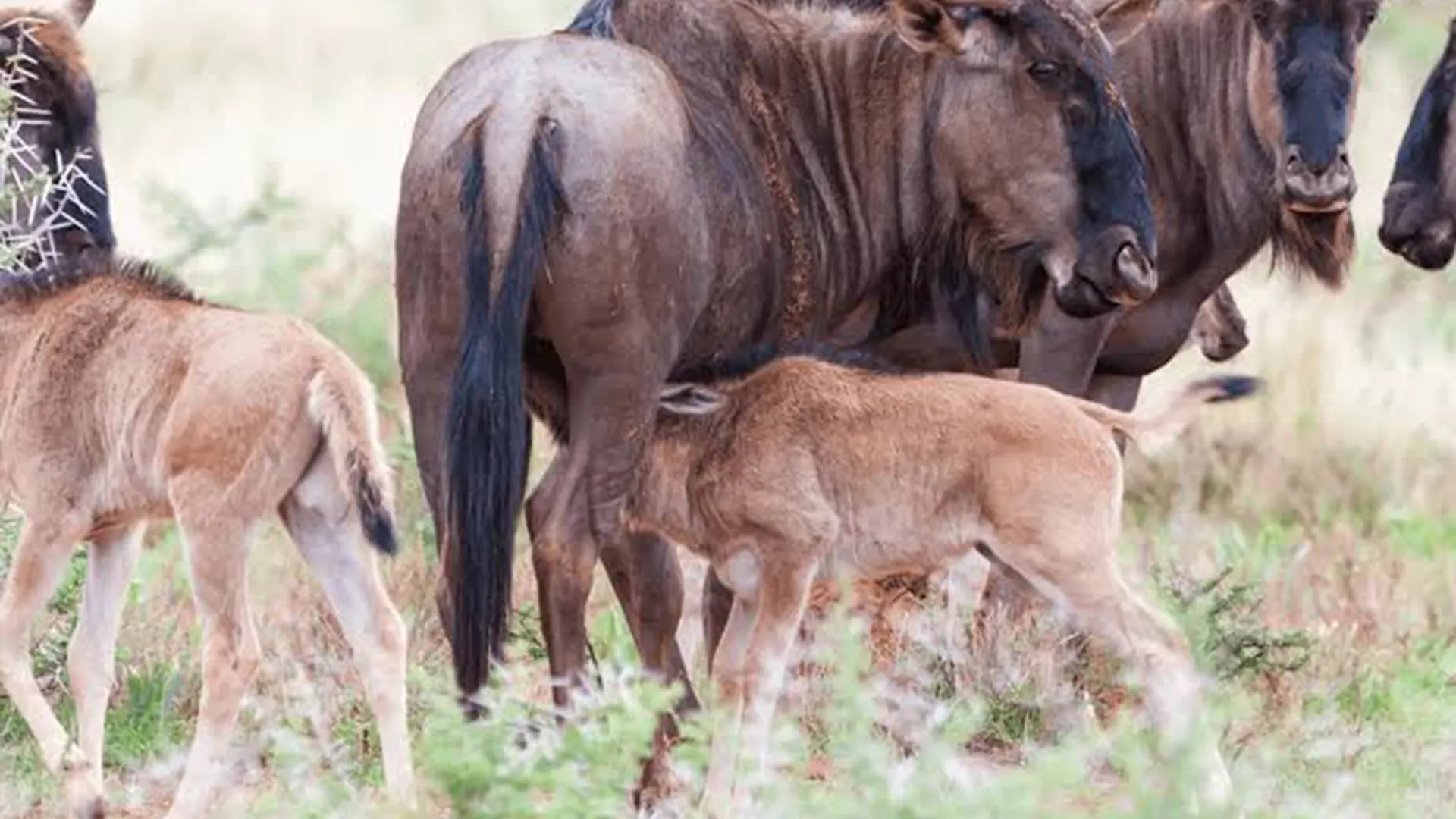 4 Days Wildebeest, Zebra & Calves Safari Hero