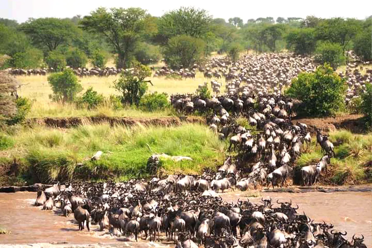 Great Migration Honeymoon Safari Hero