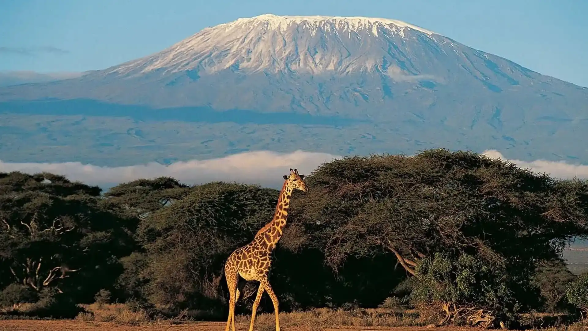 Kilimanjaro climbing tours from Arusha - Expert guides on Mount Kilimanjaro