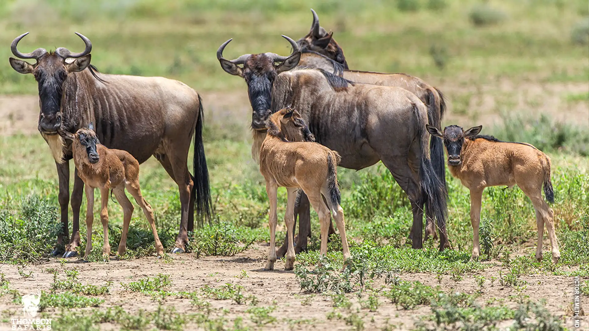 Tanzania Wildebeest Calving Season in Ndutu