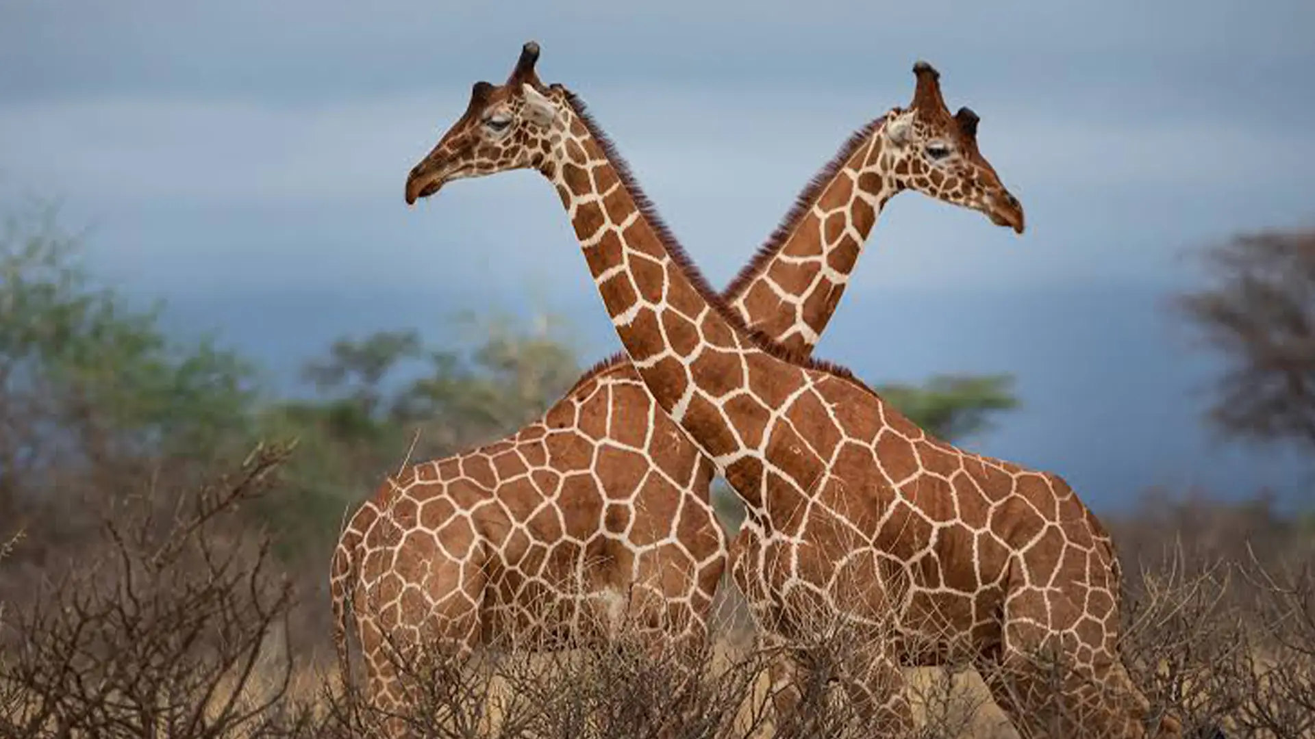 4-Day Luxury Tanzania Safari