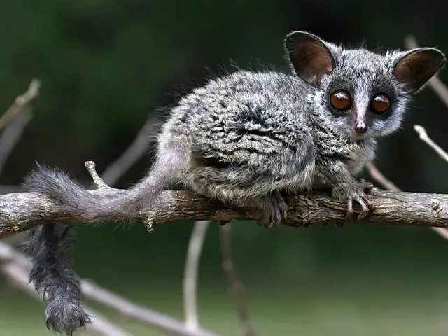Kilimanjaro National Park - Wildlife