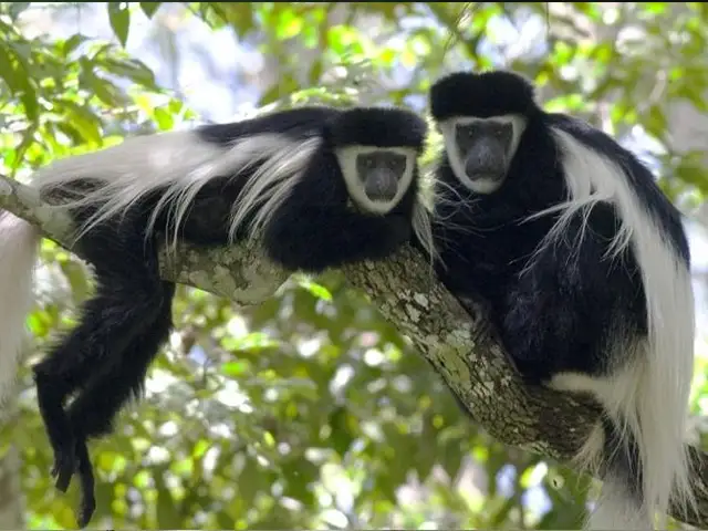Kilimanjaro National Park - Wildlife