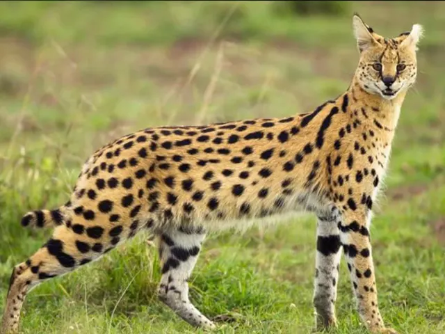 Kilimanjaro National Park - Wildlife