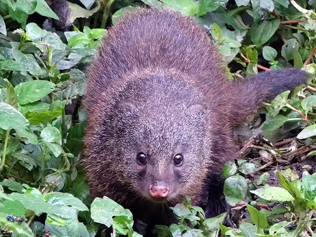 Kilimanjaro National Park - Wildlife