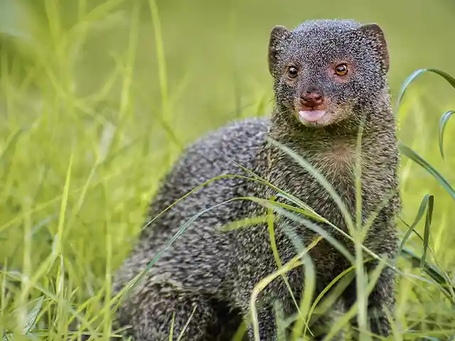 Kilimanjaro National Park - Wildlife