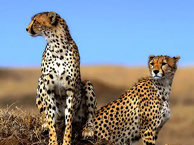Kilimanjaro National Park - Wildlife