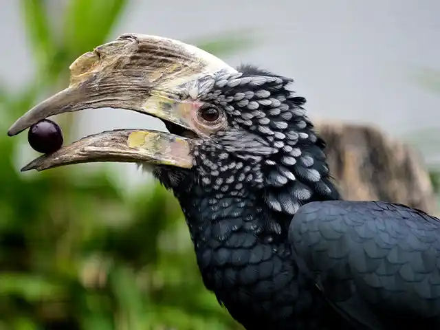Kilimanjaro National Park - Wildlife