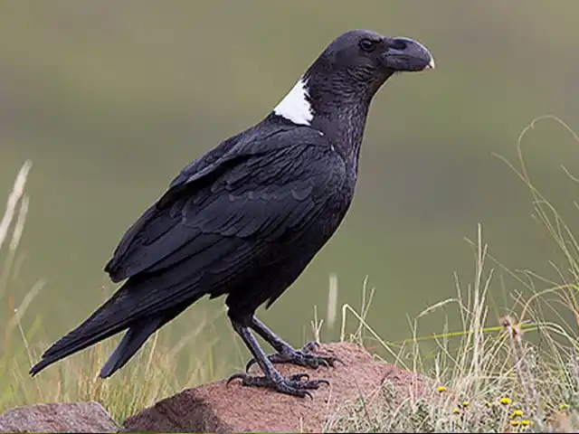 Kilimanjaro National Park - Wildlife