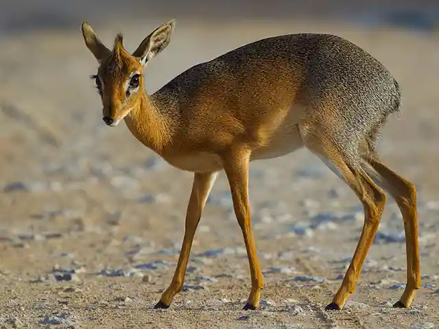 Lake Eyasi and Hadza - Wildlife