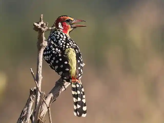Lake Eyasi and Hadza - Wildlife