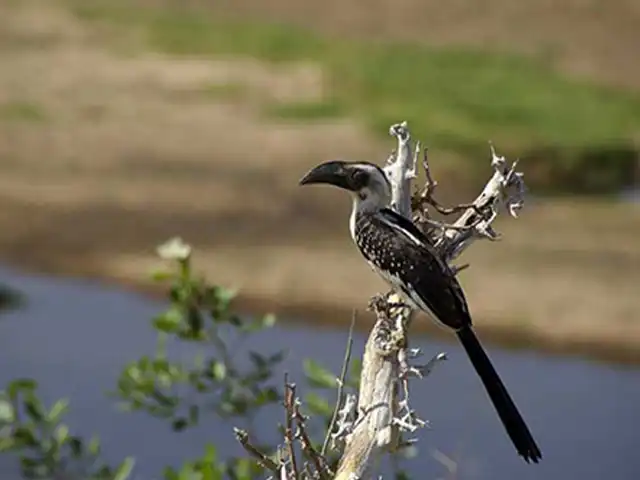 Lake Eyasi and Hadza - Wildlife