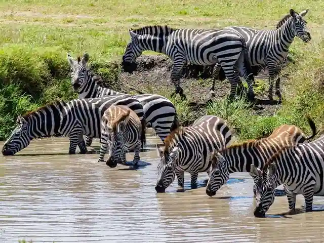 Lake Eyasi and Hadza - Wildlife