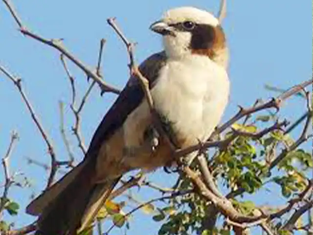 Lake Eyasi and Hadza - Wildlife