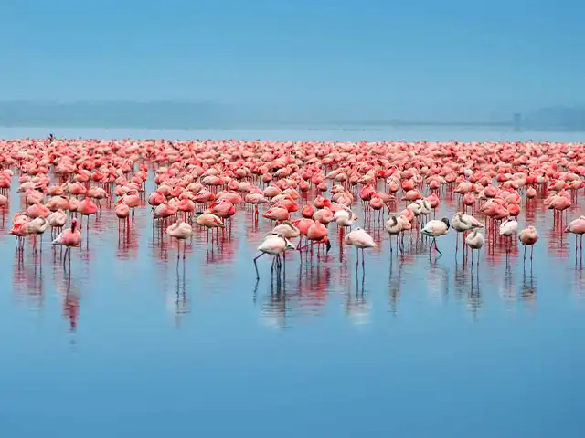Lake Eyasi and Hadza - Wildlife