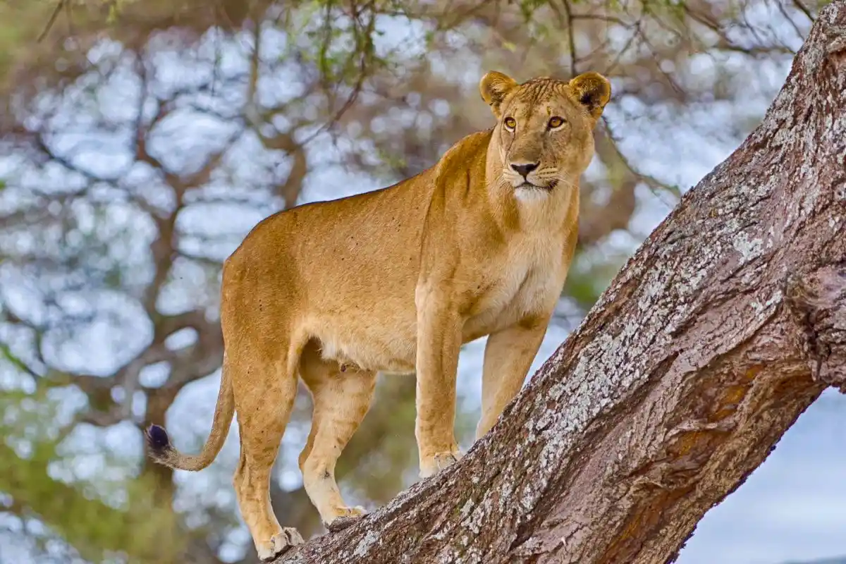 Lake Manyara National Park