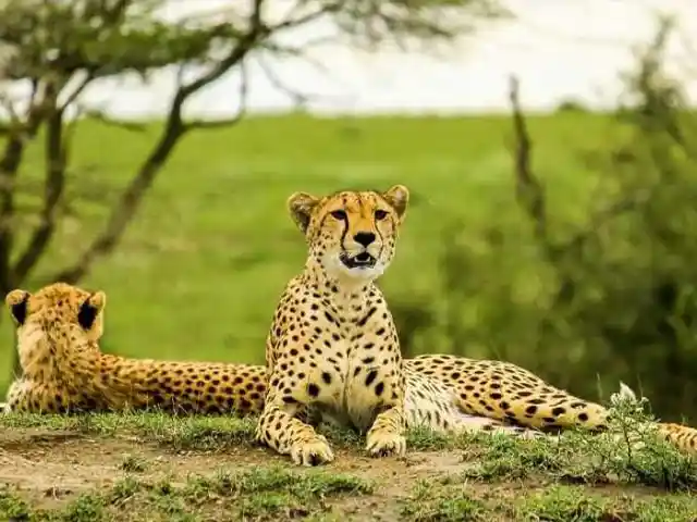 Lake Manyara National Park - Wildlife