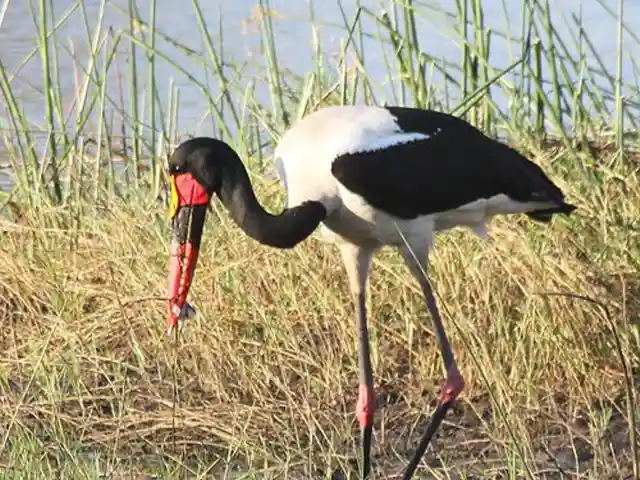 Lake Manyara National Park - Wildlife