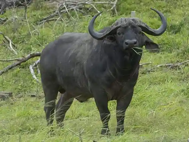 Lake Manyara National Park - Wildlife