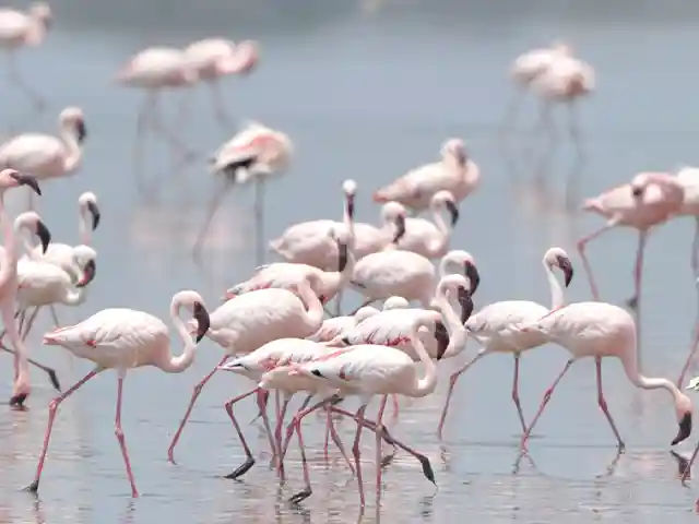 Lake Manyara National Park - Wildlife